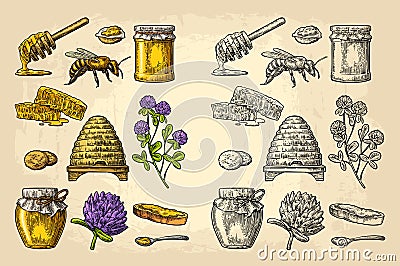 Honey set. Jars of honey, bee, hive, clover, honeycomb. Vector vintage engraved illustration Vector Illustration