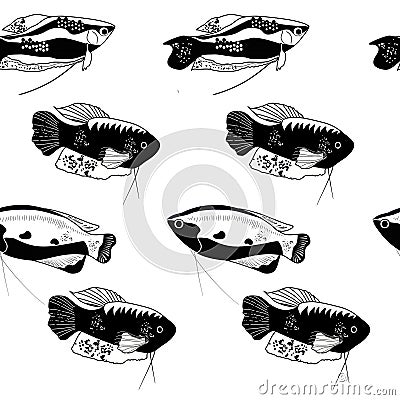 Honey, spotted and moon gourami seamless pattern in engraving style.Trichogaster labyrinth fish from South Asia. Aquarium inhabita Vector Illustration