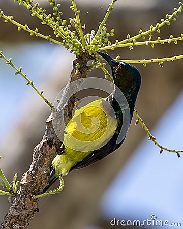honey-sucking bird, sucking flower nectar at the end of a tree branch Stock Photo