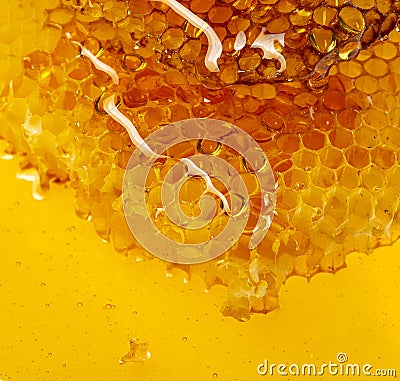 Honey texture close up in the detail Stock Photo