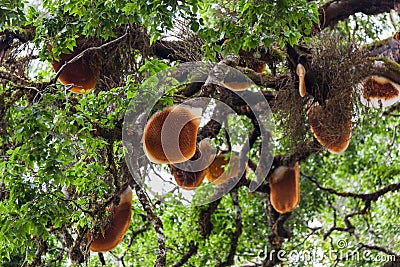 Honey Tree Royalty Free Stock Image - Image: 31054806