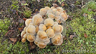 Honey yellow hallimasch mushroom Stock Photo