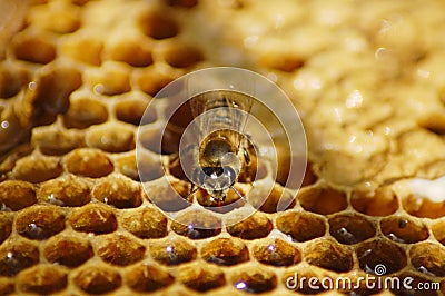 Honeybee Stock Photo