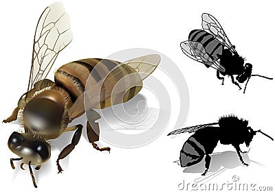 Honeybee Vector Illustration