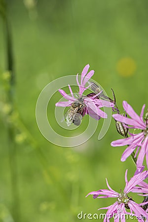 Honeybee (Apis mellifera) in the pollination of a ragged-robin flower (Silene flos-cuculi Stock Photo