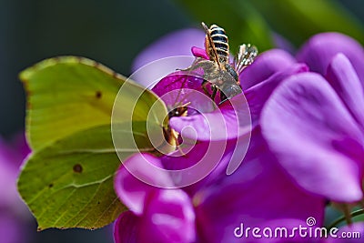 A honeybee Apis mellifica sitting on a pink vetch. In the foreground you can see an unfocussed brimstone butterfly Stock Photo