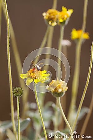 Honeybee, Apis Stock Photo