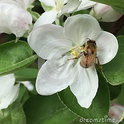 Honeybee on Apple Blossom Stock Photo