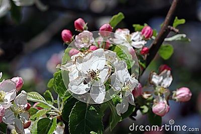 A honeybee on apple blossoms in spring Stock Photo