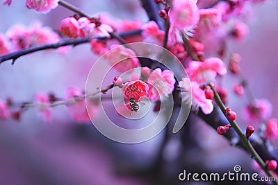 Honeybee approachs plum blossom Stock Photo