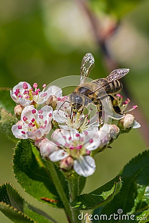 Honeybee and Aronia Flowers Vertical Stock Photo