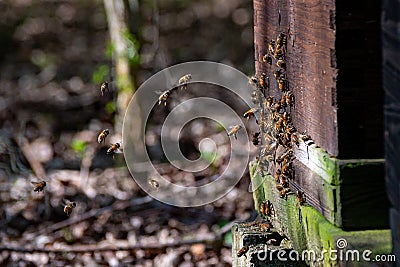 Honeybee beehive with bees swarming back to the nest Stock Photo