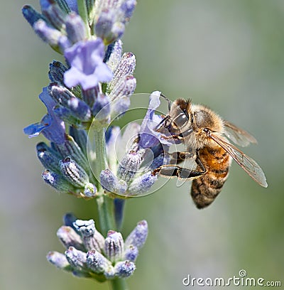 Honeybee collecting nectar Stock Photo