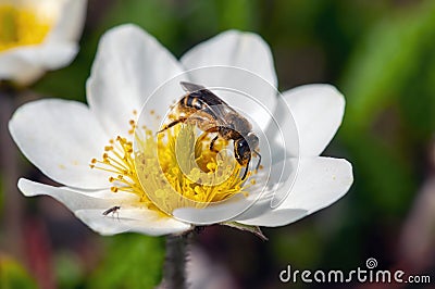 Honeybee collecting nectar Stock Photo