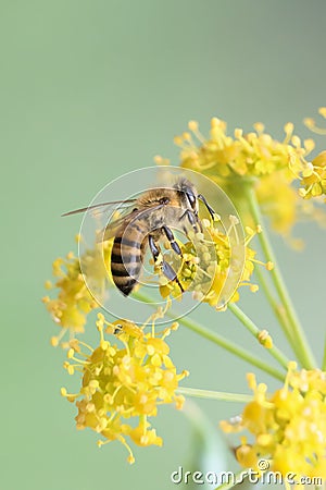 Honeybee Stock Photo