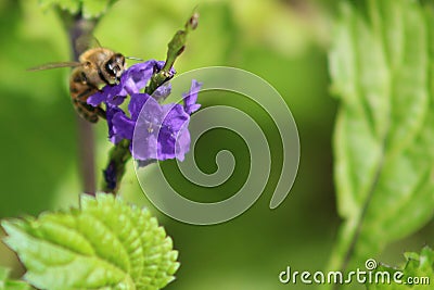 Honey bee on blue porterweed flower, summer spring season, wild nature landscape banner Stock Photo