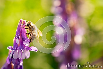 Honeybee, european western honey bee sitting on common vetch or tares flower Stock Photo
