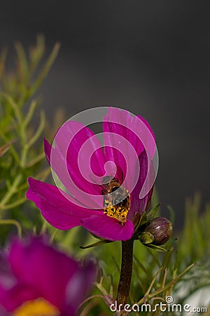 honeybee is in the flower, eating and gather nectar from it. Stock Photo