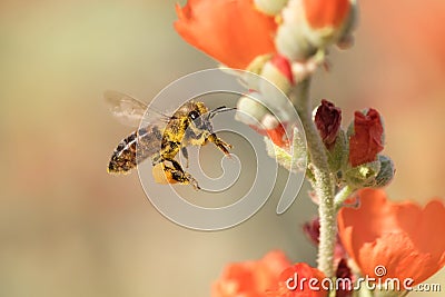 Honeybee Flying to Desert Mallow Stock Photo