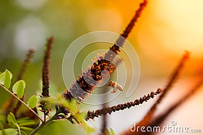 Honeybee flying to false indigo bush flowe Stock Photo