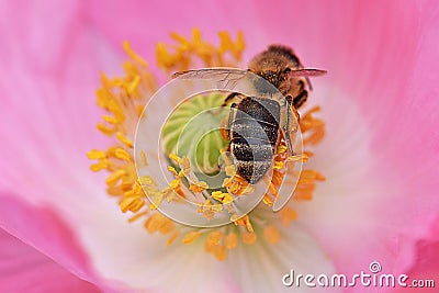 Honeybee Forages in Yellow Anthers 03 Stock Photo