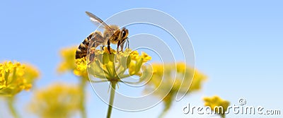 Honeybee harvesting pollen Stock Photo