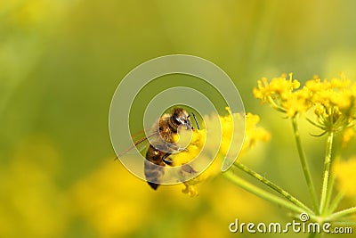 Honeybee harvesting pollen Stock Photo