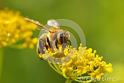 Honeybee harvesting pollen Stock Photo