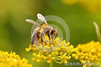 Honeybee harvesting pollen Stock Photo
