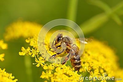 Honeybee harvesting pollen Stock Photo