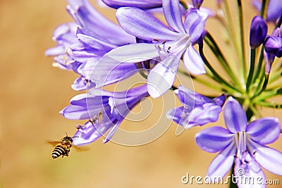 Honeybee harvesting pollen from blooming flowers Stock Photo