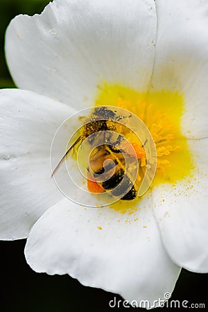 Honeybee harvesting pollen from blooming flowers Stock Photo