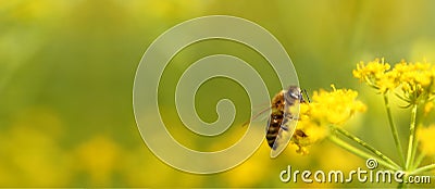 Honeybee harvesting pollen from flowers Stock Photo