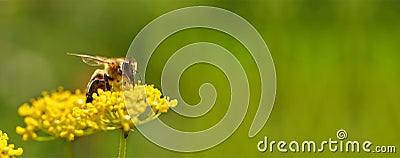 Honeybee harvesting pollen from flowers Stock Photo