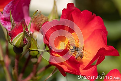 A honeybee harvesting on a red and yellow rose Stock Photo