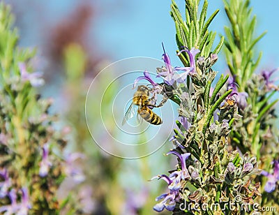 A honeybee on lavender flowers. Stock Photo