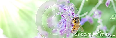 Honeybee On Lavender Stock Photo