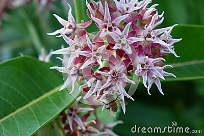 Honeybee on Milkweed Stock Photo