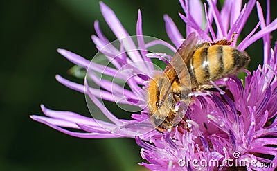 Honeybee pollinated of flower Stock Photo