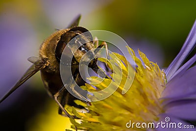 Honeybee pollinated macro Stock Photo