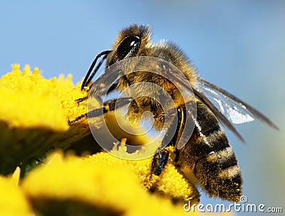 Honeybee pollinated of yellow flower Stock Photo