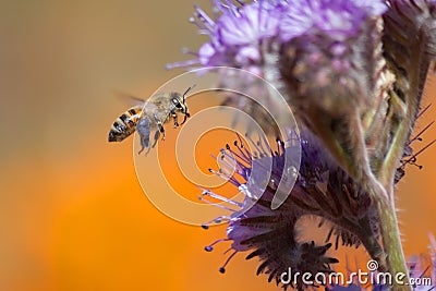 Honeybee and Purple Tansy Flower Stock Photo