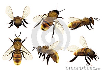 Honeybee realistic. Different wildlife danger insects flying wasp natural botanical fauna vector closeup pictures of bee Vector Illustration