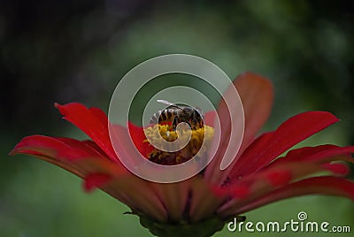 Honeybee on a red flower Stock Photo