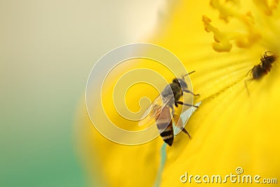 A honeybee taking nectar from an beautiful yellow flower Stock Photo