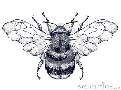 Honeybee tattoo. Dotwork tattoo. Mystical symbol of diligence, economy, purity, immortality, fertility and chastity Vector Illustration