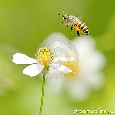 Honeybee wants to gather honey Stock Photo