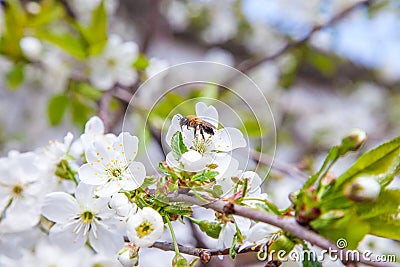 Honeybee on white flower of apple tree collecting pollen and nectar to make sweet honey with medicinal benefits Stock Photo