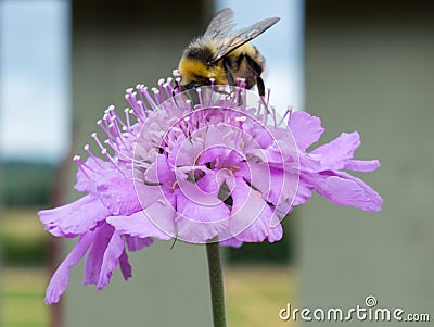 Honeybee on Wild Flower Stock Photo