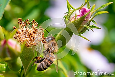 Honeybee on a wild rose Stock Photo